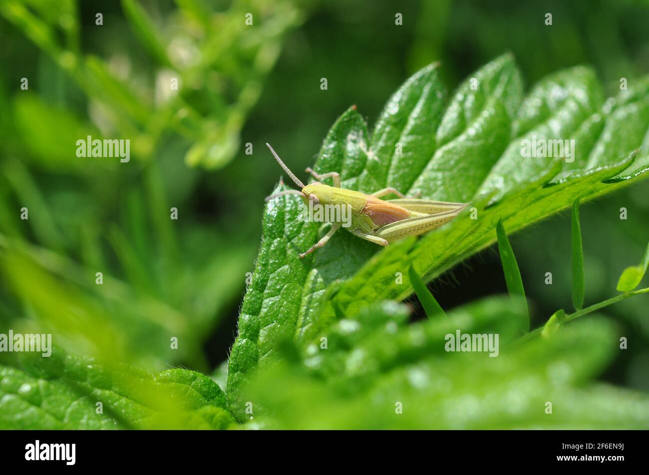 Little grasshopper on leaf in the grass. Stock Photo