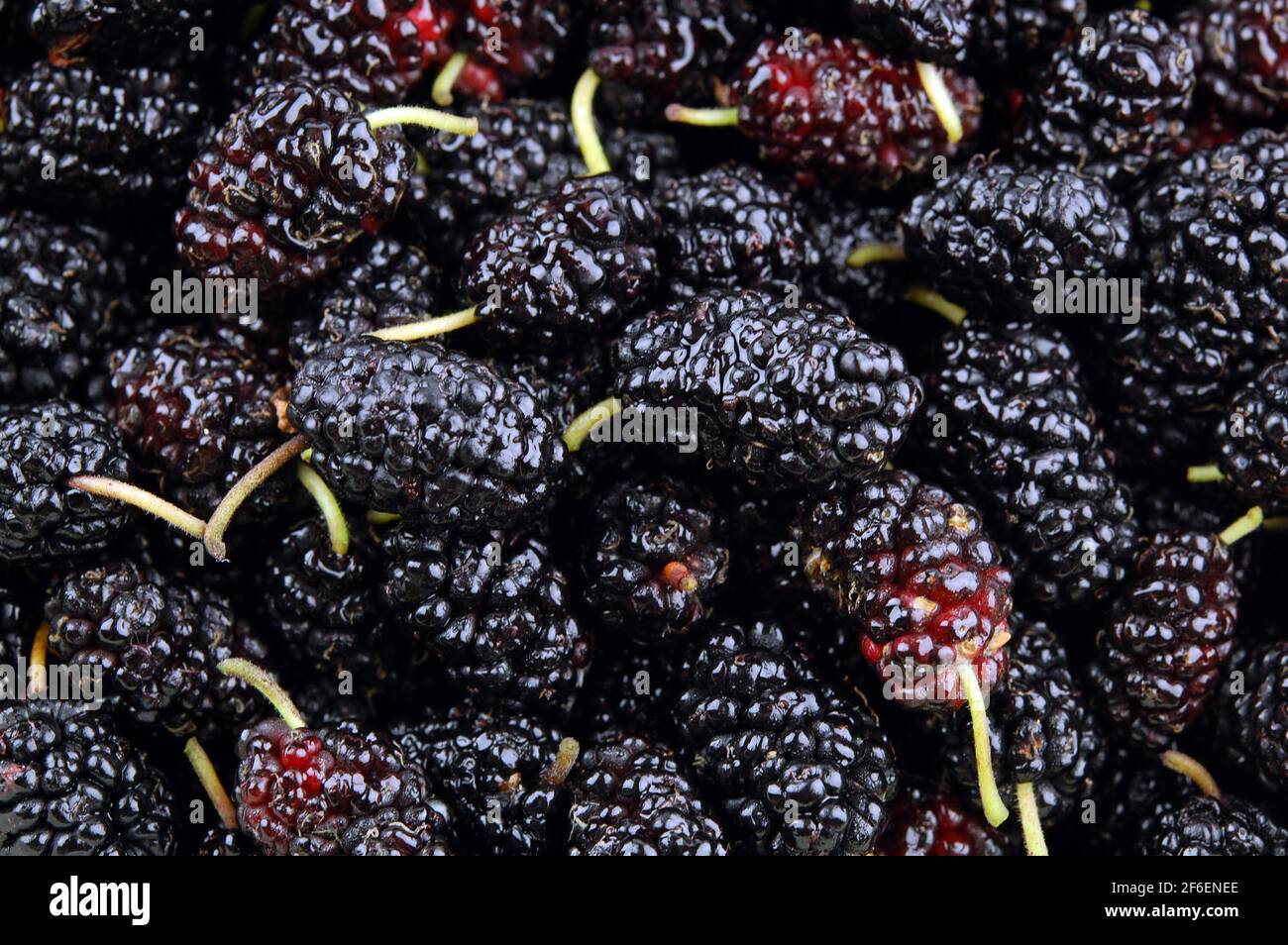 Background texture of fresh mulberries. Selective focus. Stock Photo