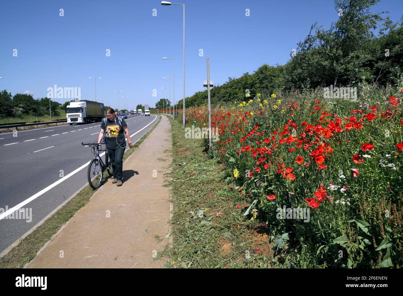 Roadside wild flowers hi-res stock photography and images - Alamy