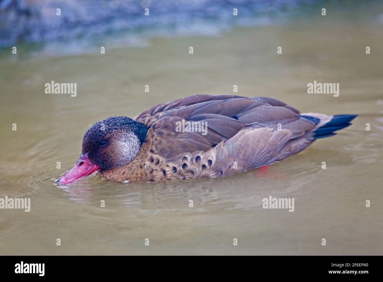 Brazil Duck Brazilian duck amazonetta brasiliensis hi-res stock photography and ...