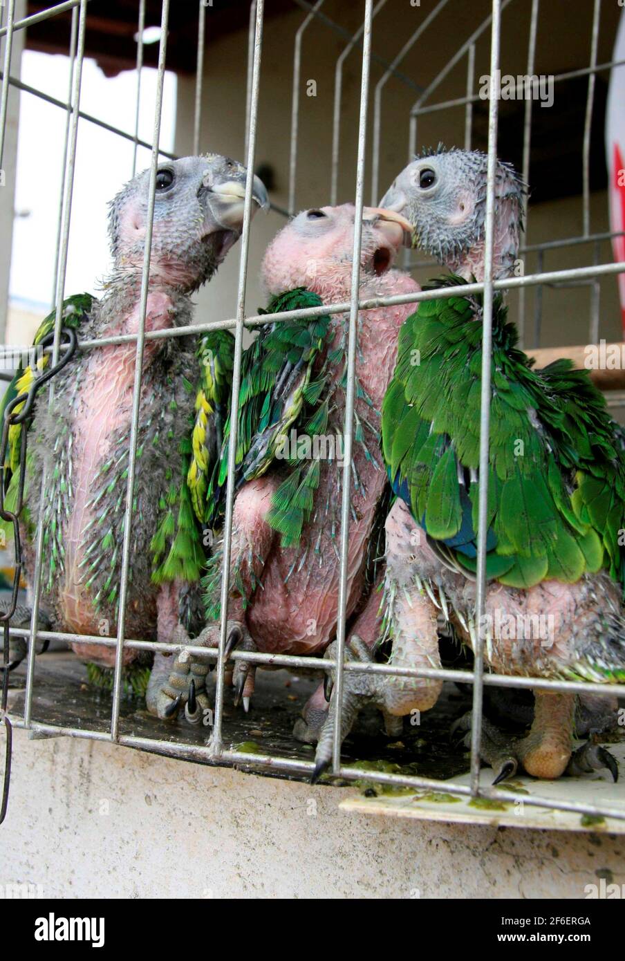 Baby Parrots High Resolution Stock Photography And Images Alamy