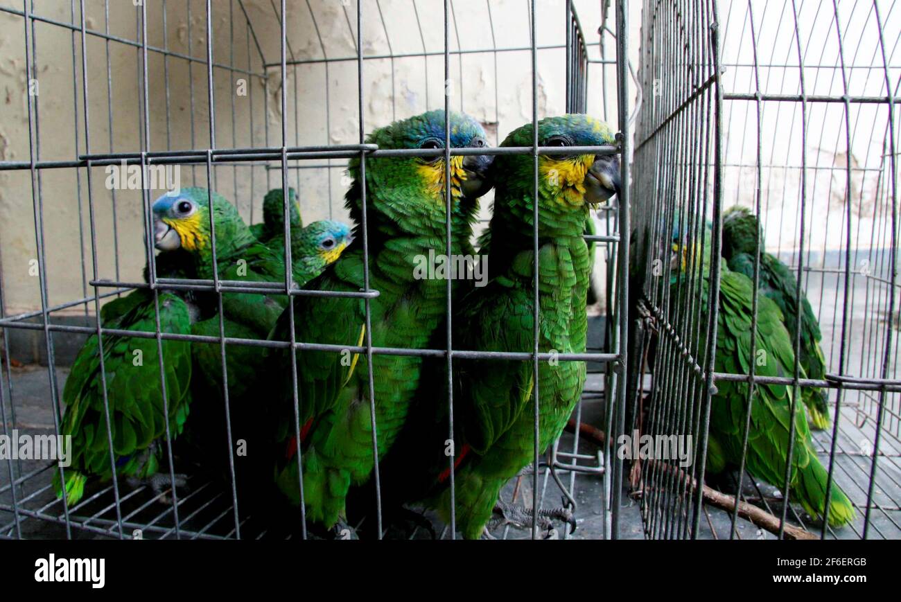 Cage bird society hi-res stock photography and images - Page 3 - Alamy