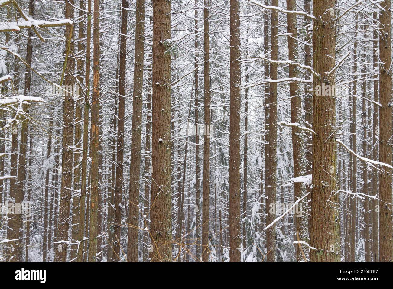 A winter wonderland in a snow covered forest with tall pine trees Stock ...