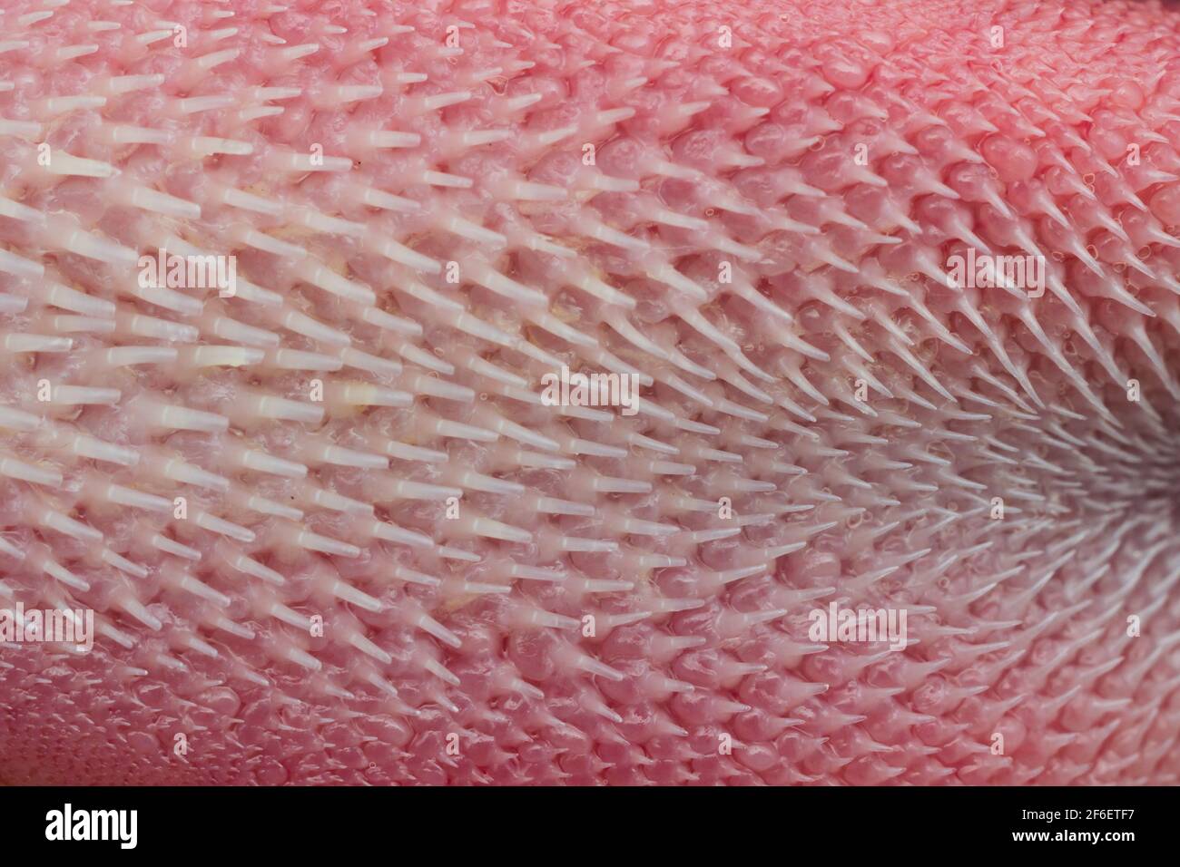 macro photo of a cat tongue with papillae Stock Photo Alamy