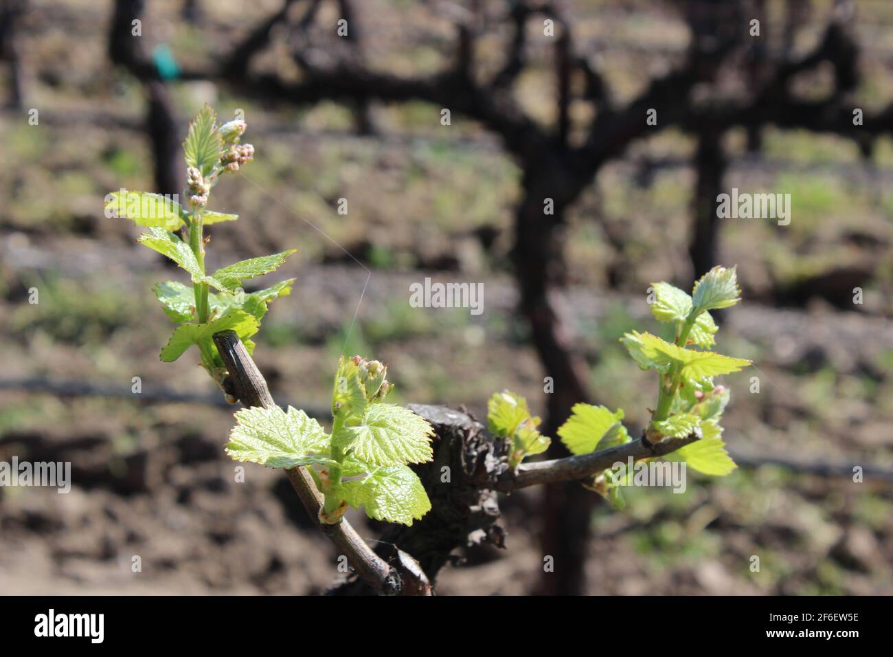 Chardonnay Grapevine Buds and Shoots, Carneros, Napa, California Stock Photo