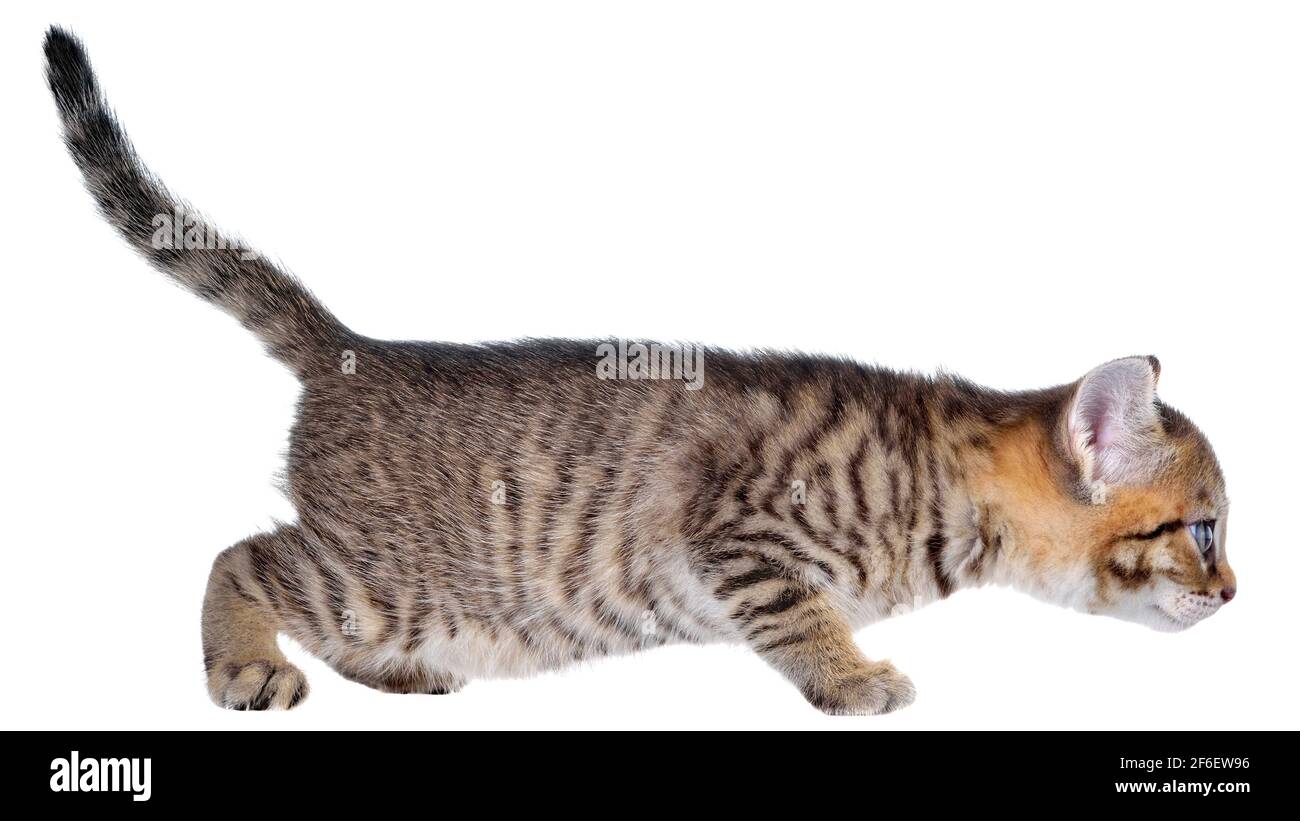 Shorthair brindled kitten crawling sneaking isolated Stock Photo Alamy