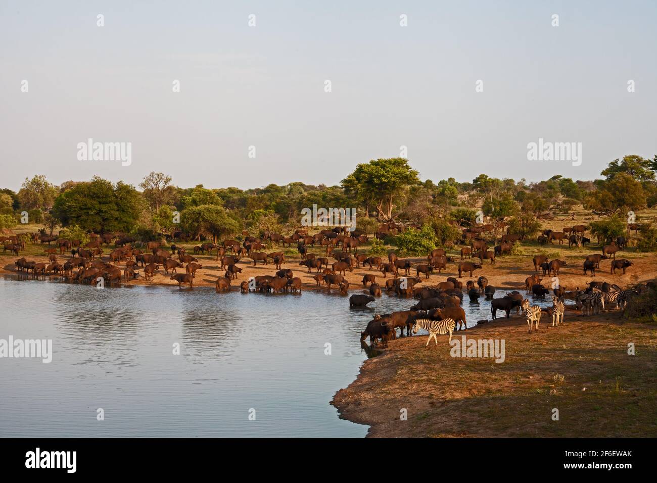 Herd dangerous water buffalo hi-res stock photography and images - Alamy