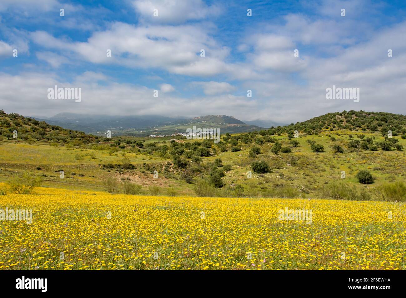 Yellow flowers stretch out over a field with olive trees and mountains in the distance Stock Photo
