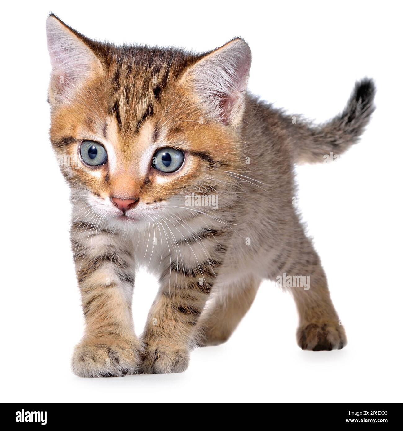 Shorthair brindled kitten crawling sneaking on a white background Stock