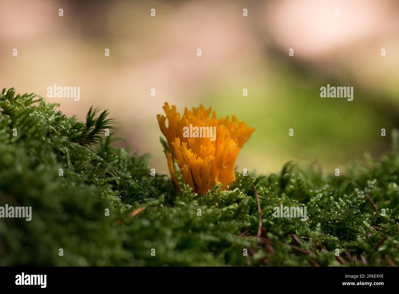 Close-up, small, yellow mushroom on moss with copy space Stock Photo