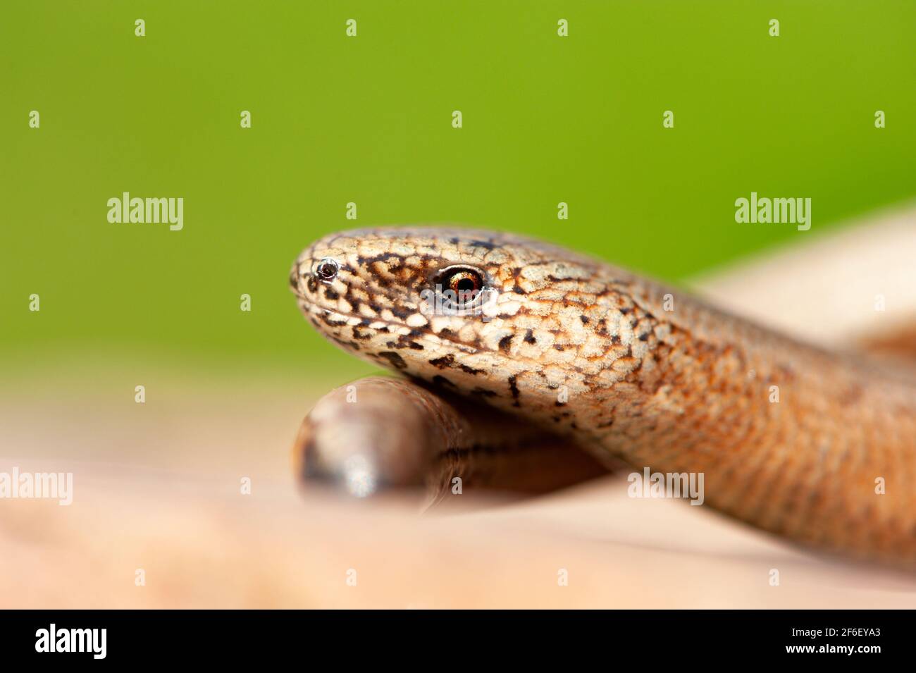 Macro image of a slow worm resting its head on its tail in a british backgarden Stock Photo
