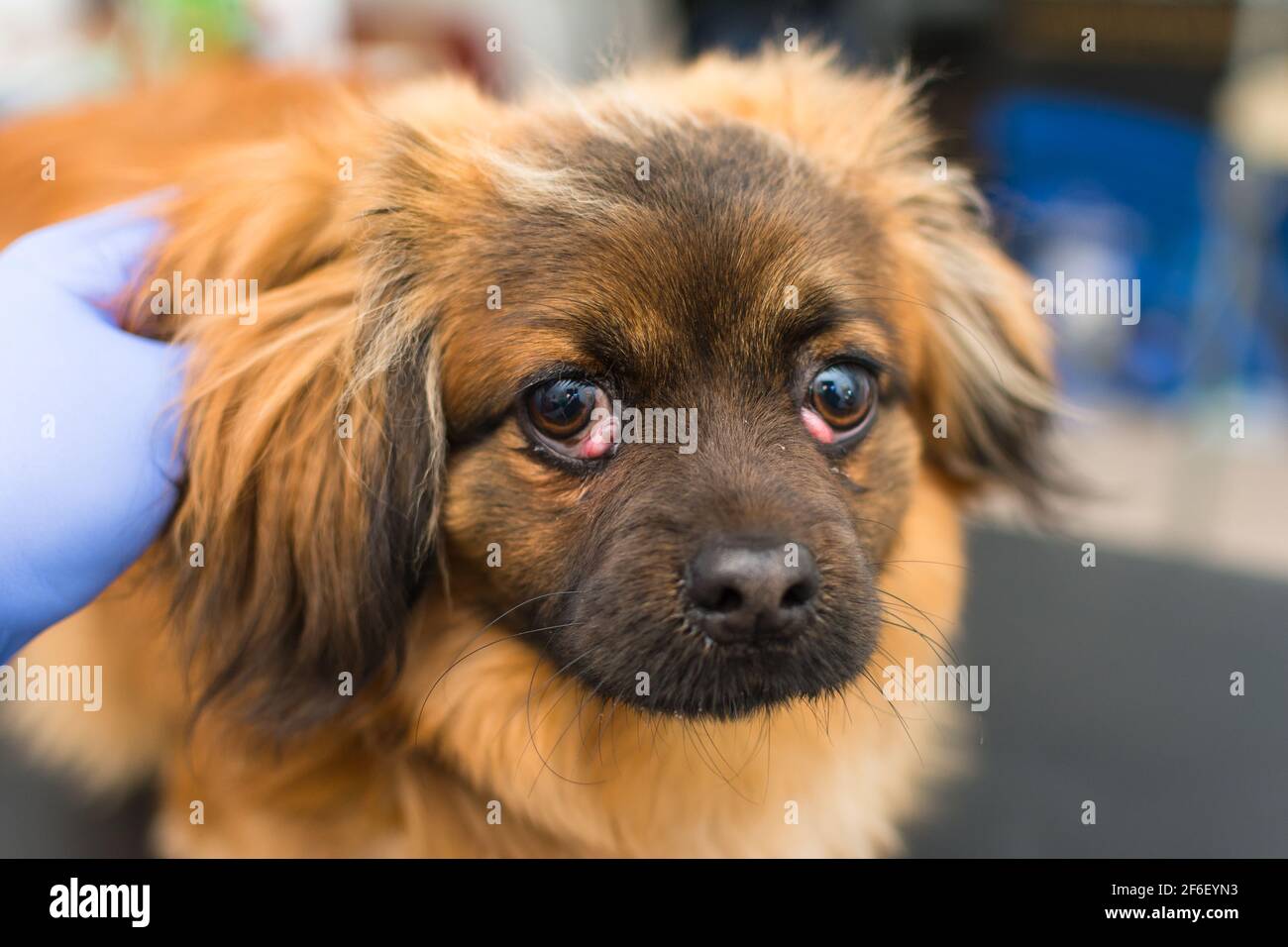 Dog with cherry eye at the veterinary clinic Stock Photo Alamy