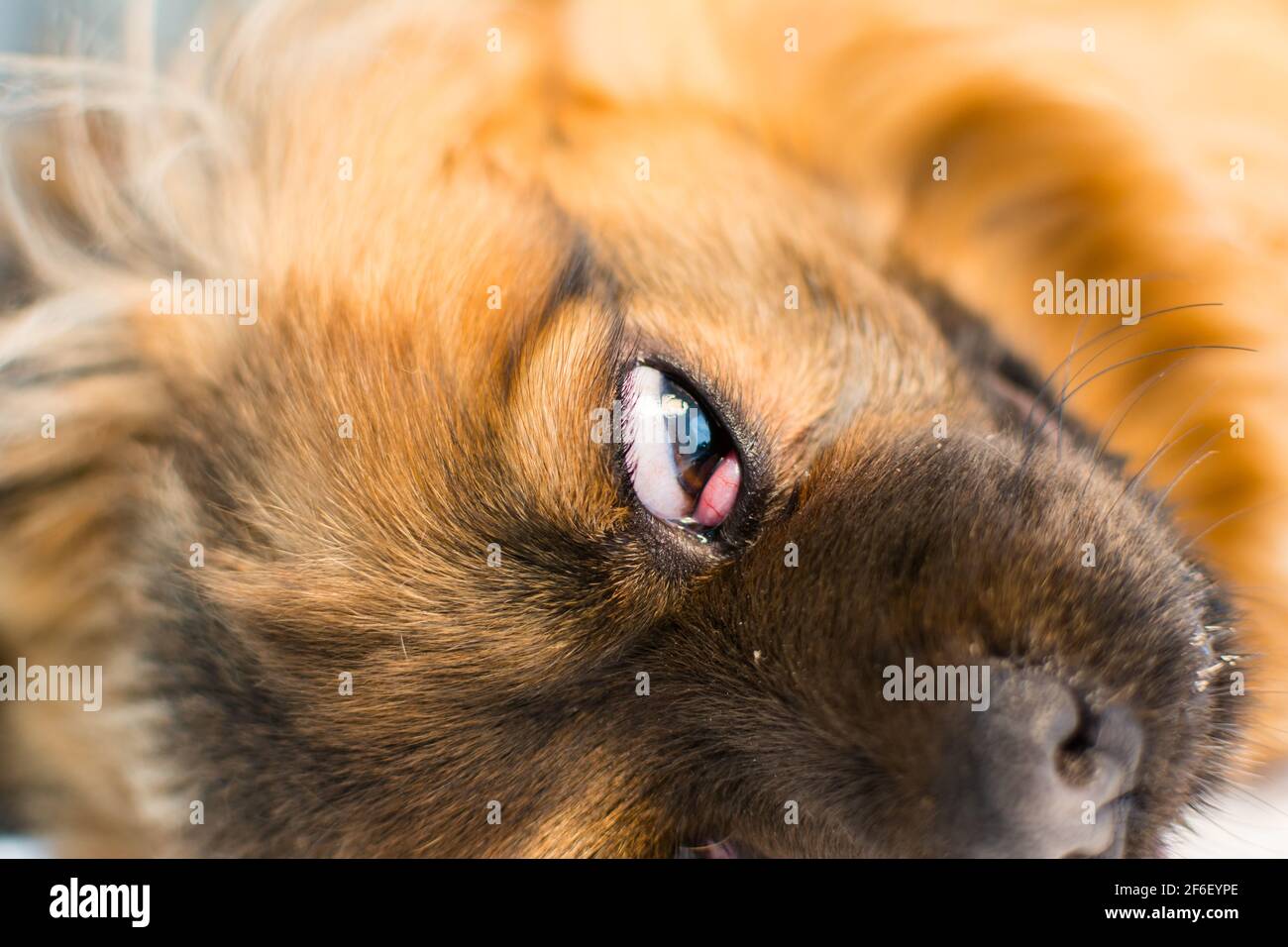 Dog with cherry eye at the veterinary clinic Stock Photo Alamy