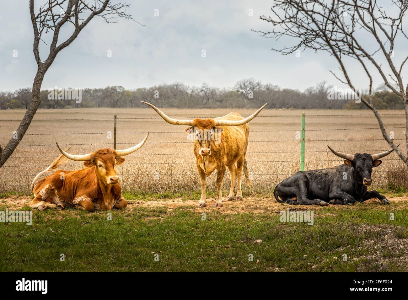 Texas Longhorn catlle standing outdoors besides a field in the Texas Hill Country Stock Photo
