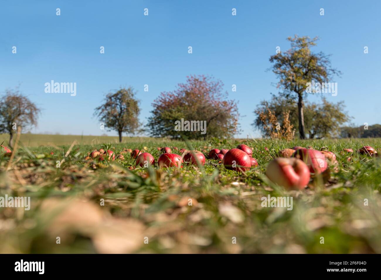 Orchard meadow season hi-res stock photography and images - Alamy