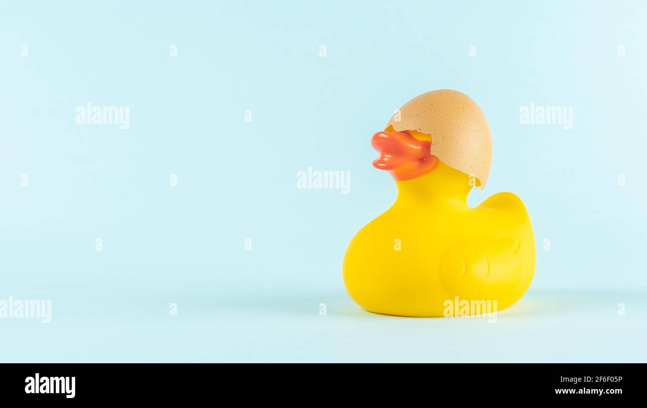 Rubber duck with cracked eggshell on pastel blue background. Easter minimal concept. Creative Happy Easter or spring layout. Stock Photo