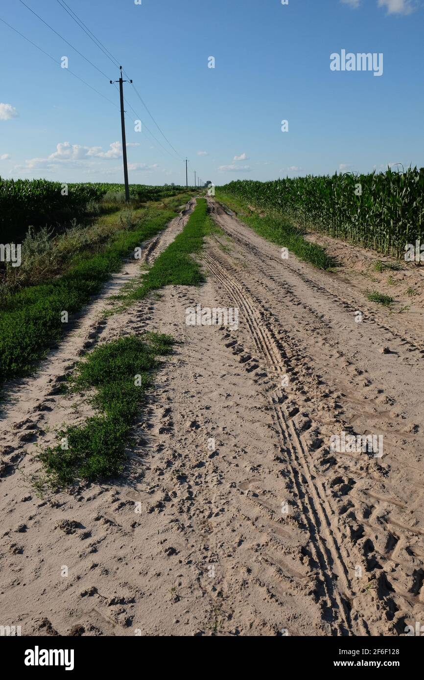 Dirt road among corn fields on a sunny day. Poles of power lines along the road. Tractor tracks on soil. Stock Photo