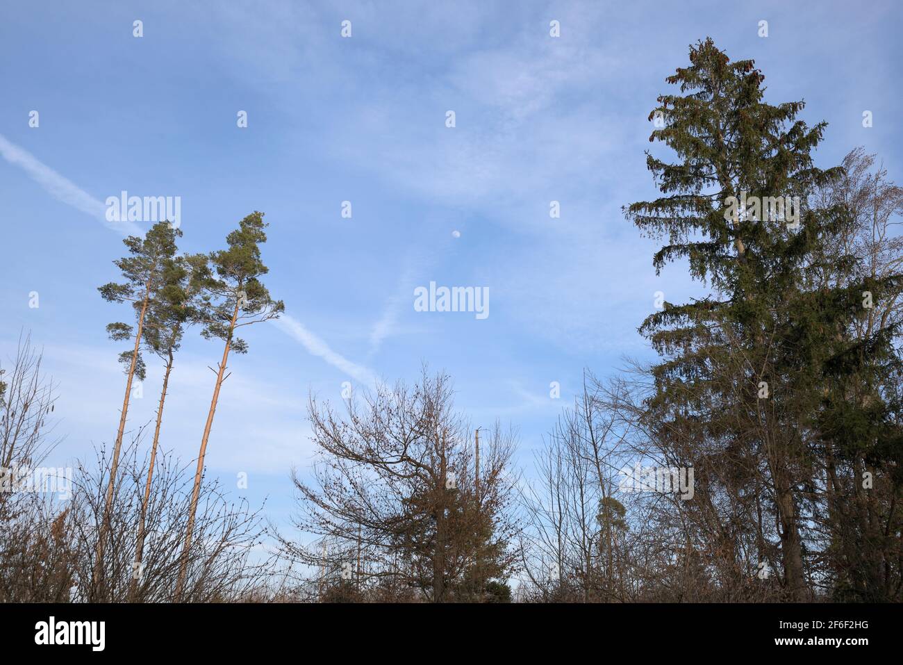 Three quarter Moon at blue sky in a forest, Bavaria, Germany Stock Photo