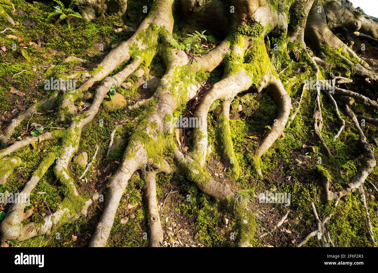 Twisted tree roots in winter Stock Photo Alamy