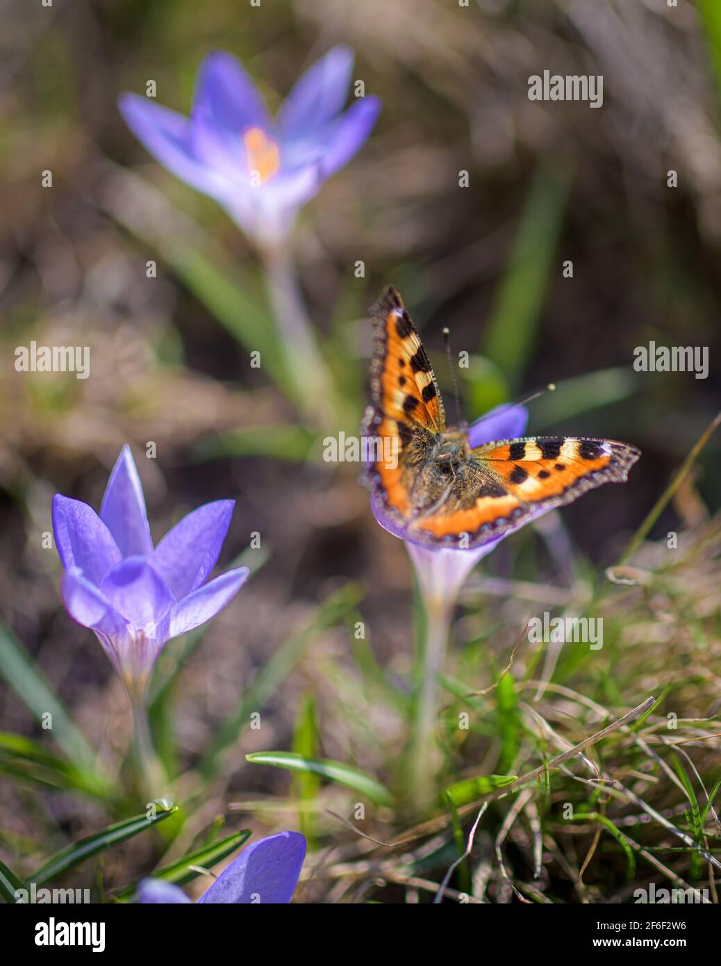 Orange butterfly on a flower of purple crocus in spring sunny day close up. Stock Photo
