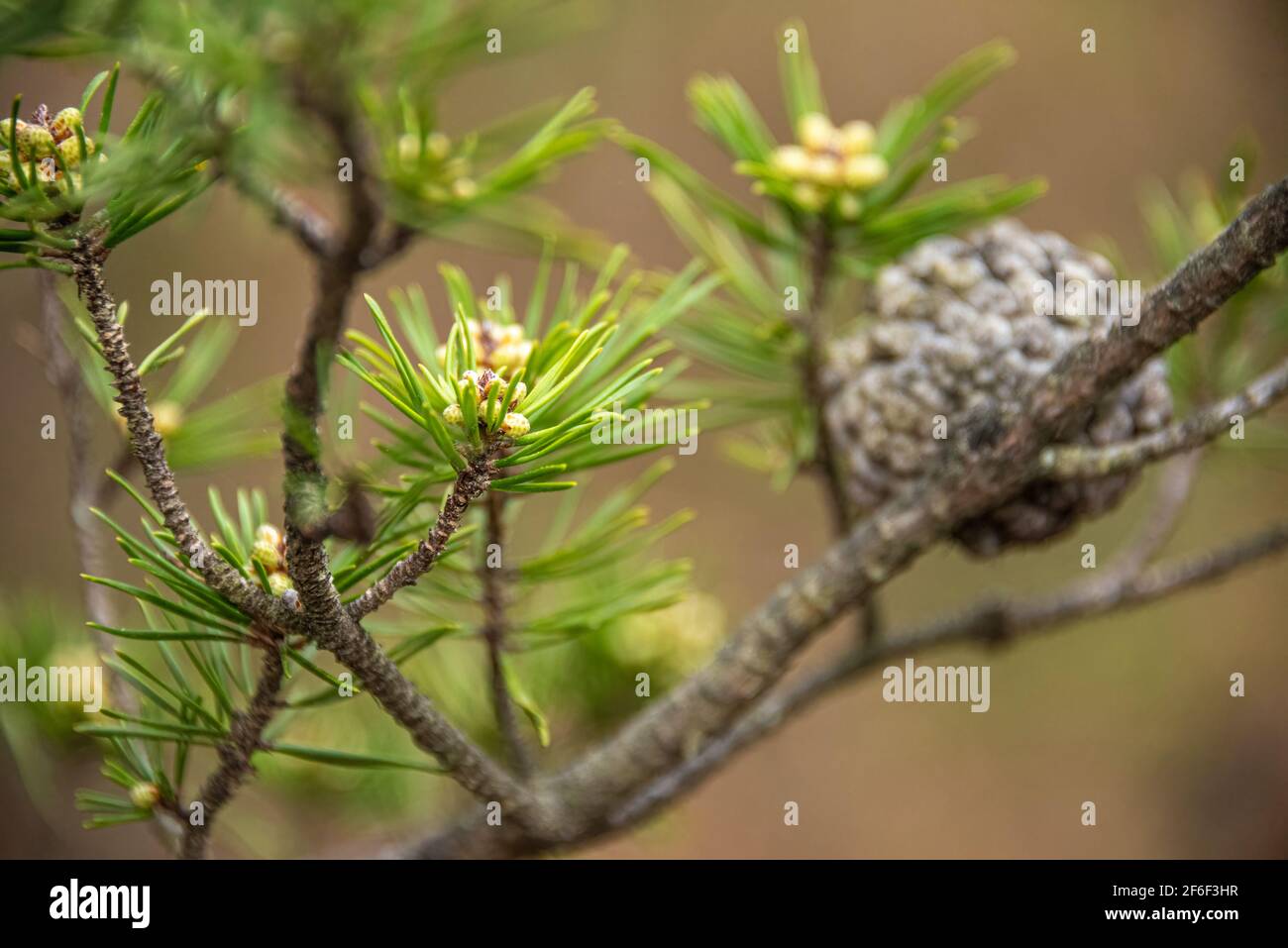 Male and female pine cones. Stock Photo