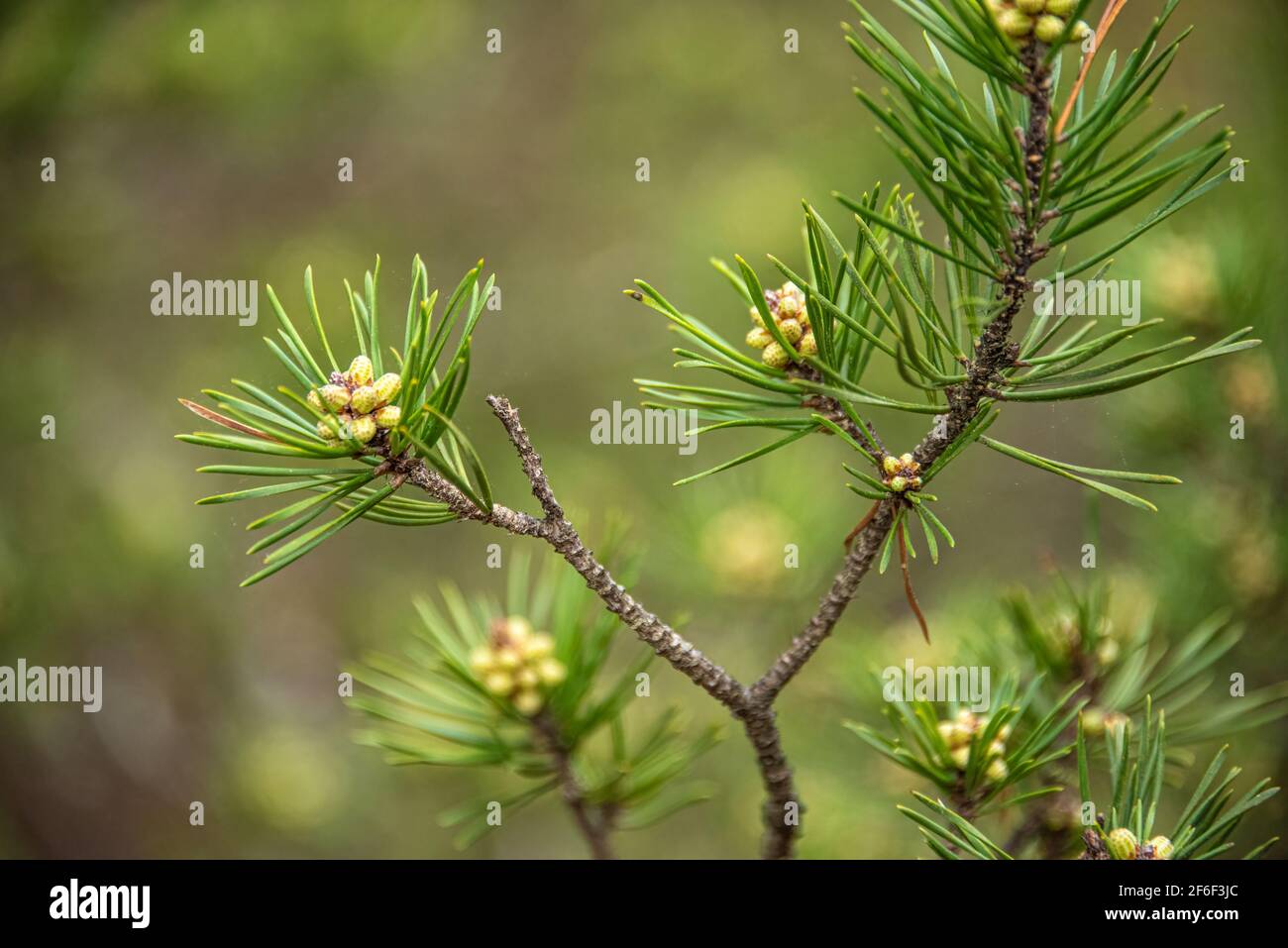 Close-up of male pine cones in early spring along the Songbird Habitat Woodland Trail in Stone Mountain Park near Atlanta, Georgia. (USA) Stock Photo