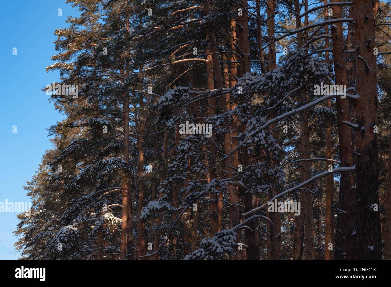 tall pines against the blue sky, copy space Stock Photo - Alamy