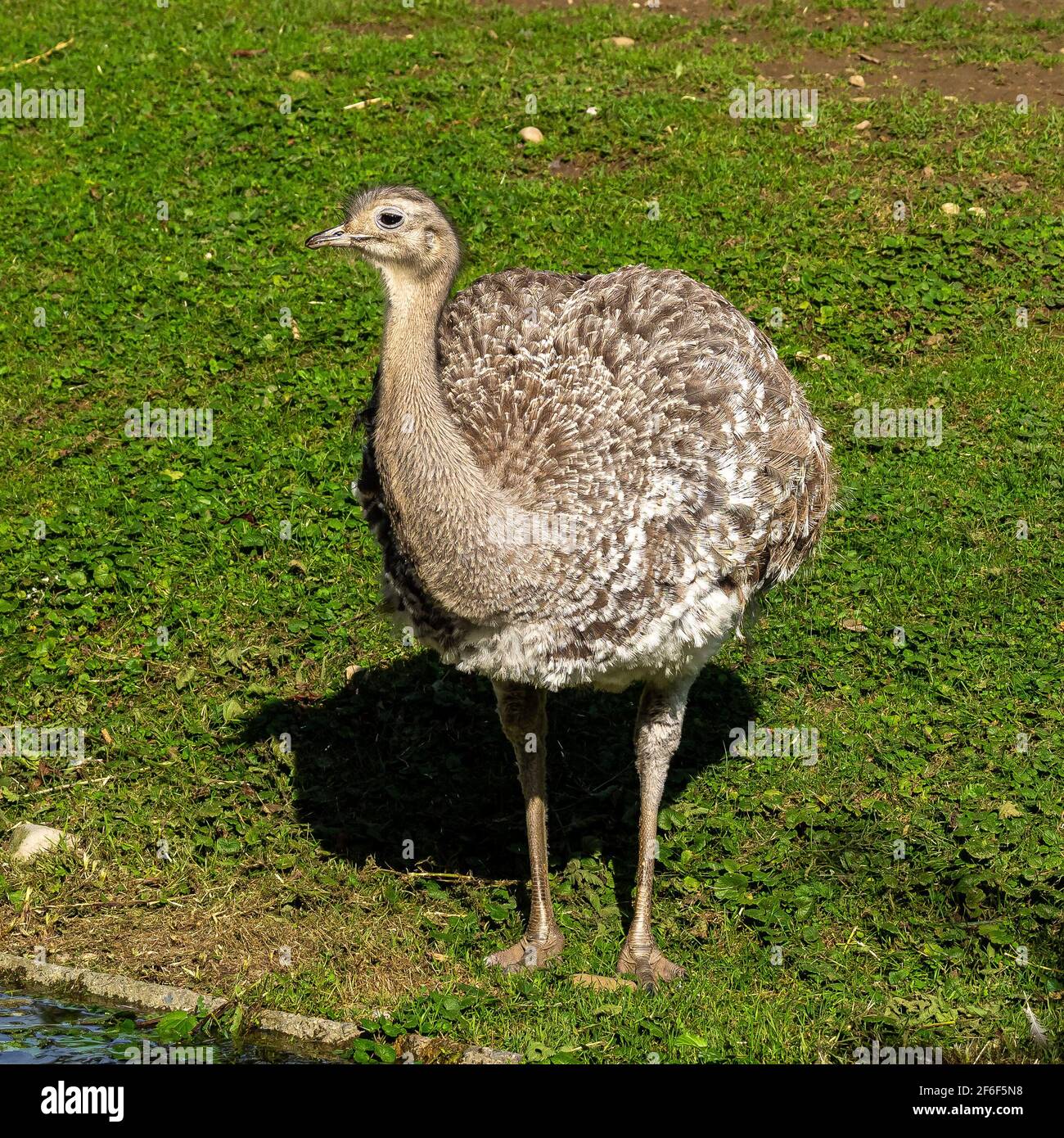 Lesser Rhea Wing Open Darwin's rhea, Rhea pennata also known as the lesser rhea. It is a ...