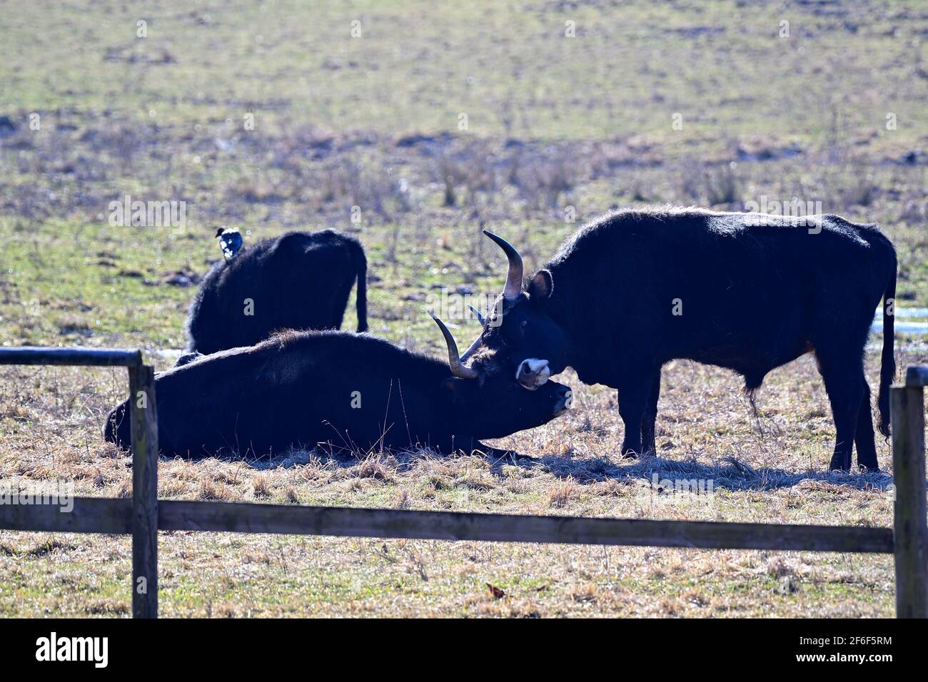 Vienna, Austria. The Heck cattle (Bos primigenius f.taurus) in the Lainzer Tiergarten is one of several aurochs-like cattle. Stock Photo