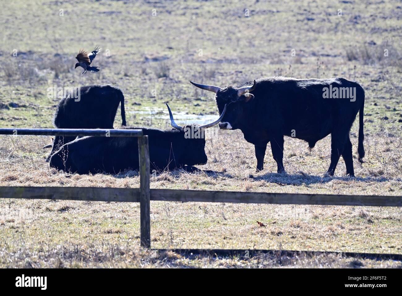 Vienna, Austria. The Heck cattle (Bos primigenius f.taurus) in the Lainzer Tiergarten is one of several aurochs-like cattle. Stock Photo