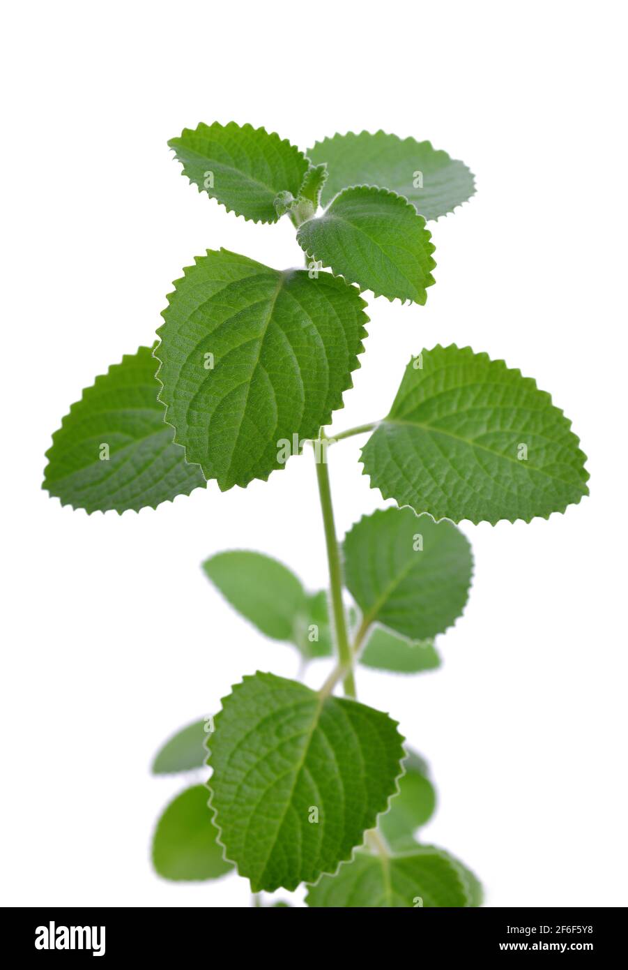 Indian borage ( Plectranthus amboinicus ) aromatic medicinal herb isolated on a white background. Stock Photo