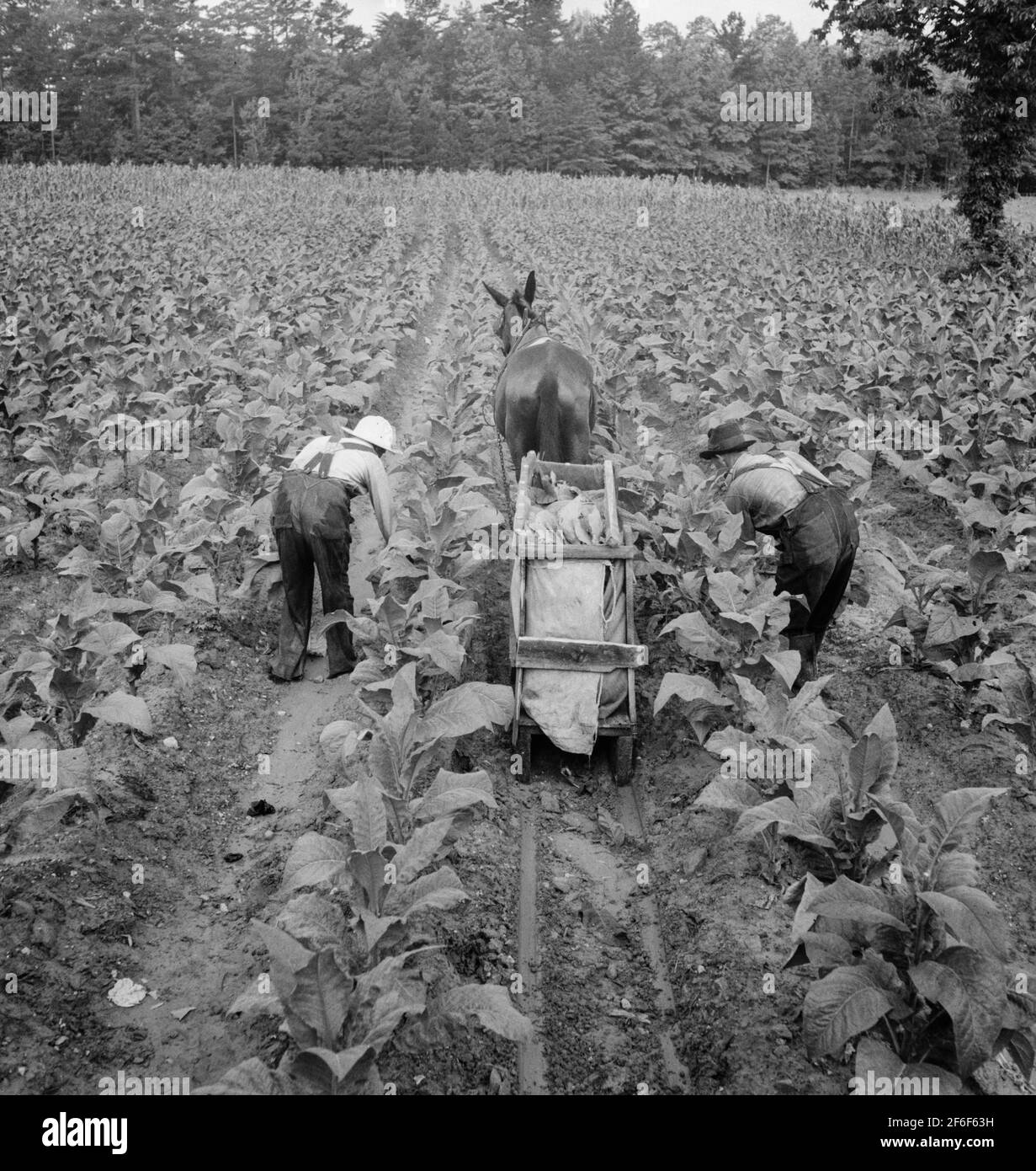 north carolina tobacco farms Tobacco field in early morning where white sharecropper and wage laborer  are priming tobacco. Shoofly, North Carolina. 1939. Photograph by Dorothea  Lange Stock Photo
