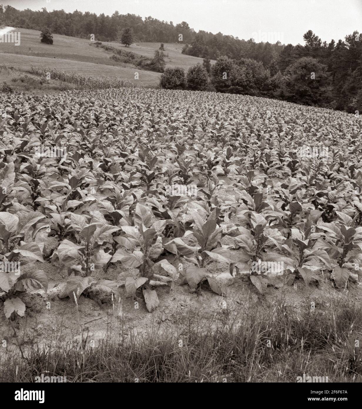 field cigarette Bright cigarette tobacco growing in Negro sharecropper's field. It grows in  light sandy loam. Near Upchurch, North Carolina. 1939. Photograph by  Dorothea Lange Stock Photo