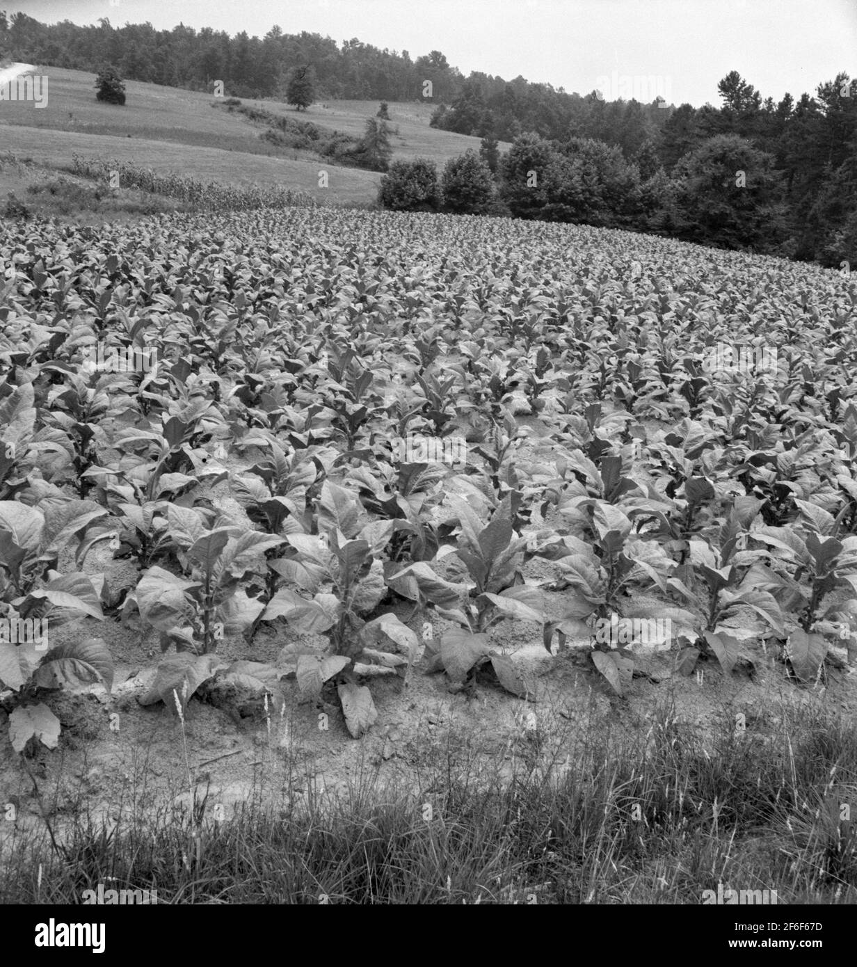 Bright cigarette tobacco growing in Negro sharecropper's field. It grows in light sandy loam
