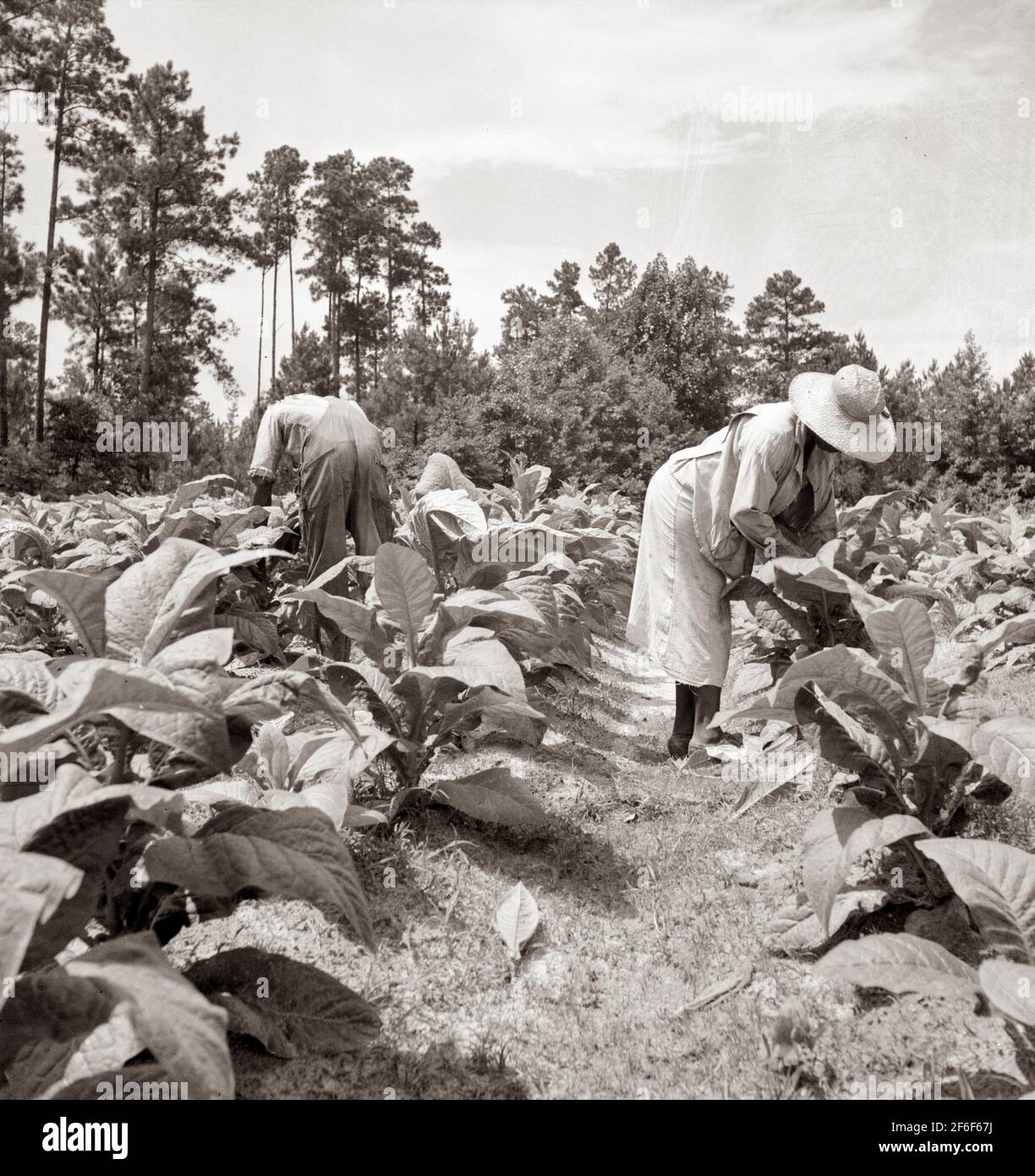 topping tobacco plants Negro tenants topping and suckering tobacco plants. Granville County, North  Carolina. 1939. Photograph by Dorothea Lange Stock Photo