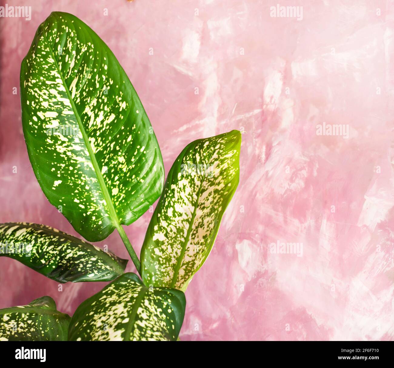 Green leaves on a pink background. Houseplants with large leaves