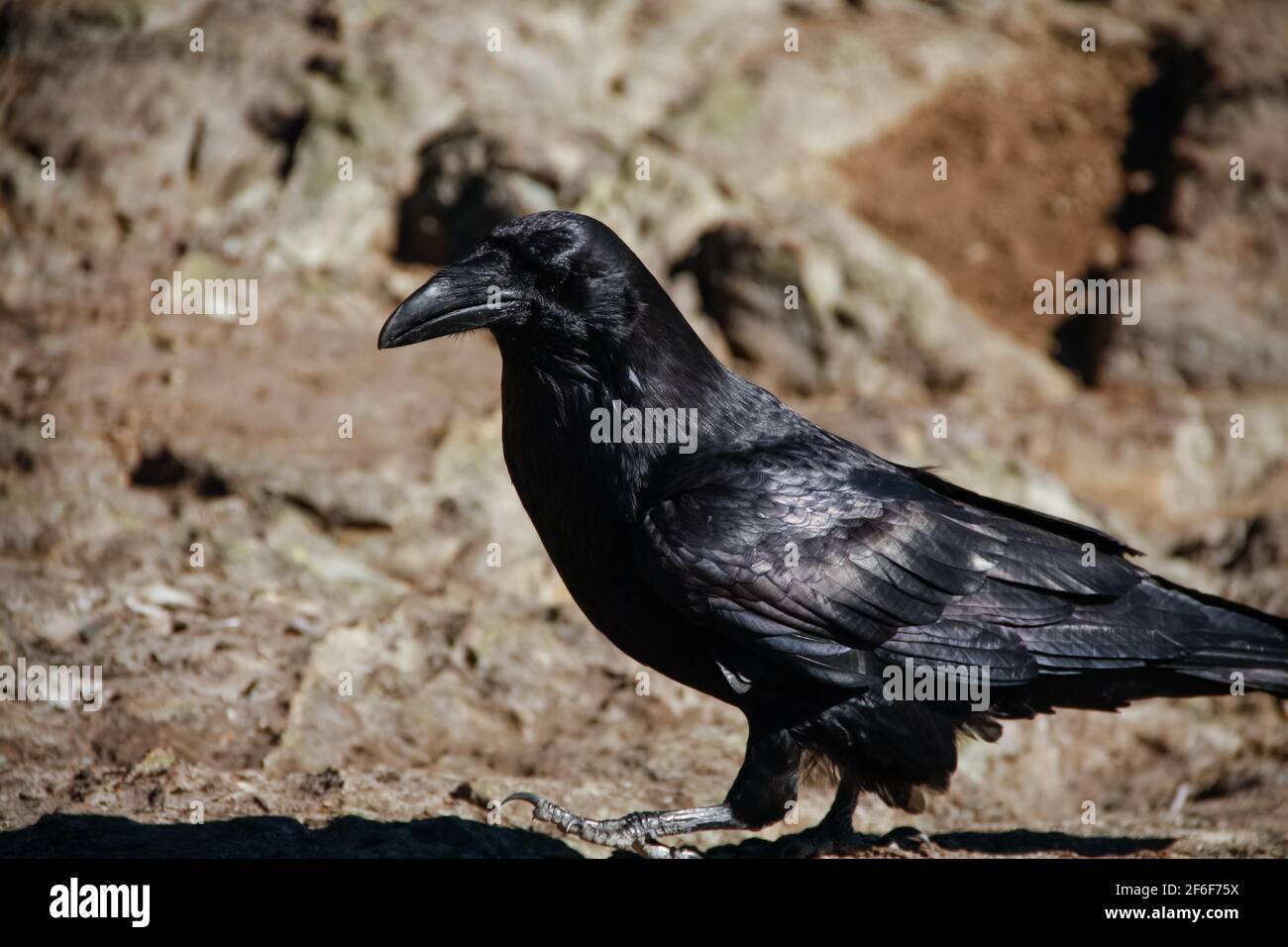 October 10 2018: A northwestern crow, or corvus caurinus, poses for the camera at the Dog Mountain summit lookout in North Vancouver, British Columbia Stock Photo
