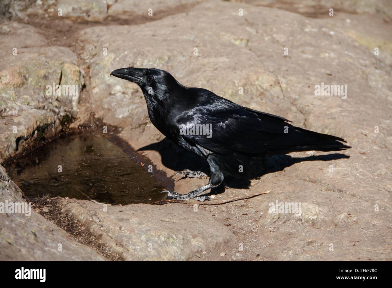 October 10 2018: A northwestern crow, or corvus caurinus, poses for the camera at the Dog Mountain summit lookout in North Vancouver, British Columbia. Stock Photo