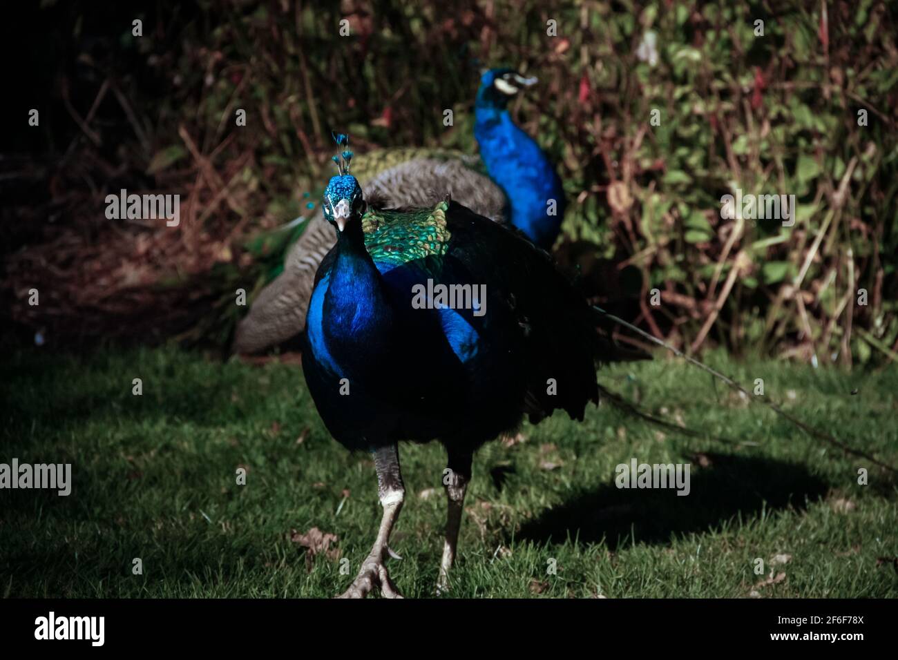 Victoria, Vancouver Island, British Columbia - October 18 2018: A large male peacock - Indian Peafowl - struts around Beacon Hill Park in Victoria. Stock Photo