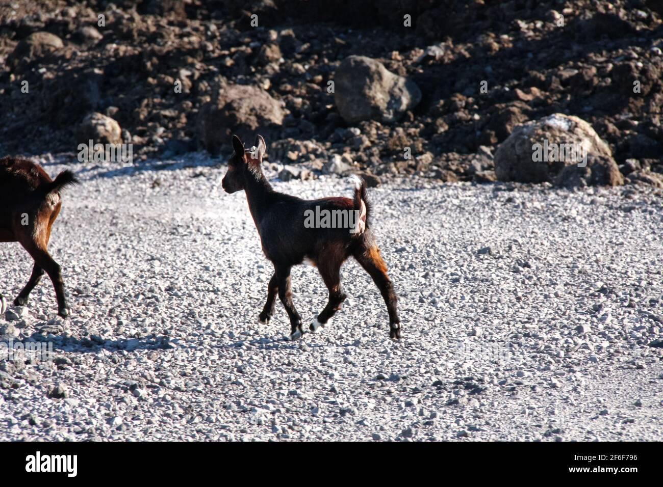 Big Island Hawaii USA - February 25 2019: A wild goat leaps across the rocky cliffs of Hawaii's Big Island. Stock Photo