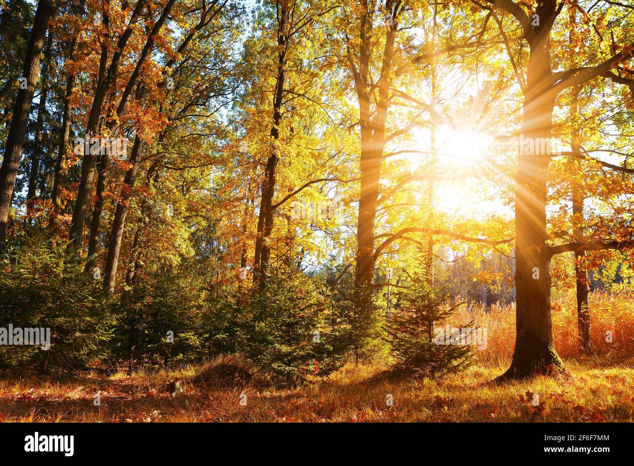 Oak tree in deciduous forest hi-res stock photography and images - Alamy