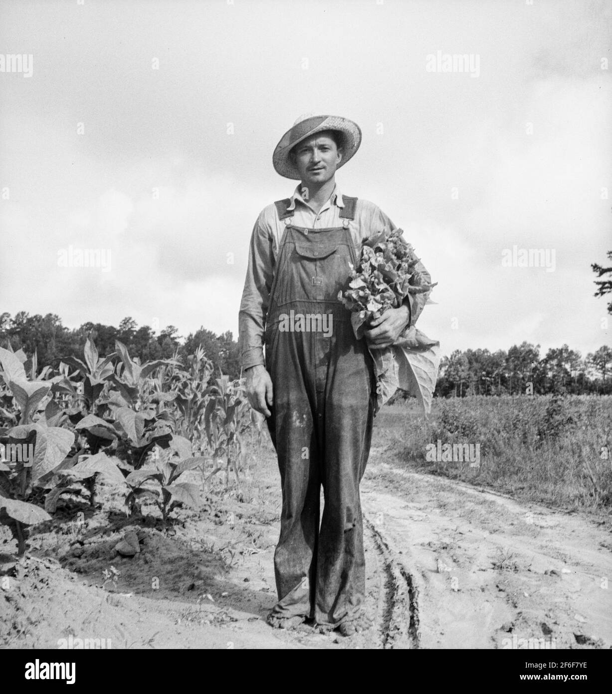 White sharecropper, Mr. Taylor, has just finished priming this field of tobacco. Granville County, North Carolina. 1939. Photograph by Dorothea Lange. Stock Photo