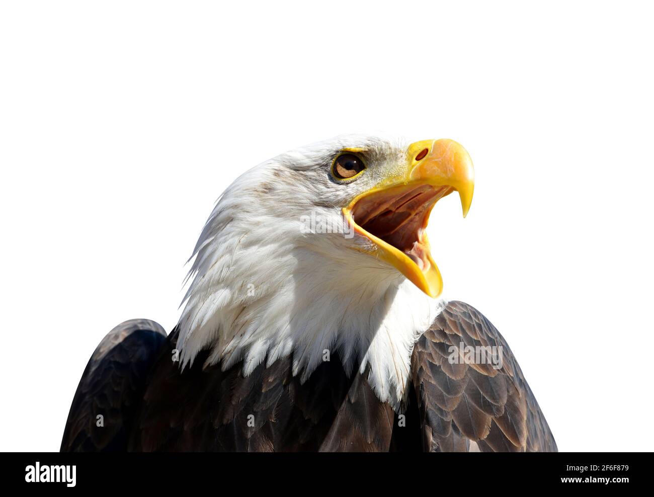 Portrait of a Bald Eagle (Haliaeetus Leucocephalus) isolated on a white background. Stock Photo