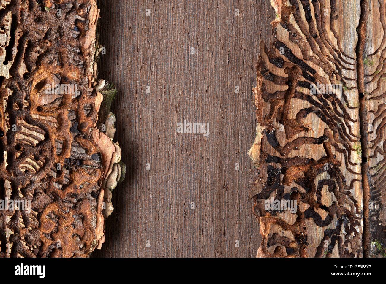 Spruce bark with pattern from bark beetles (Ips Typographus). Stock Photo