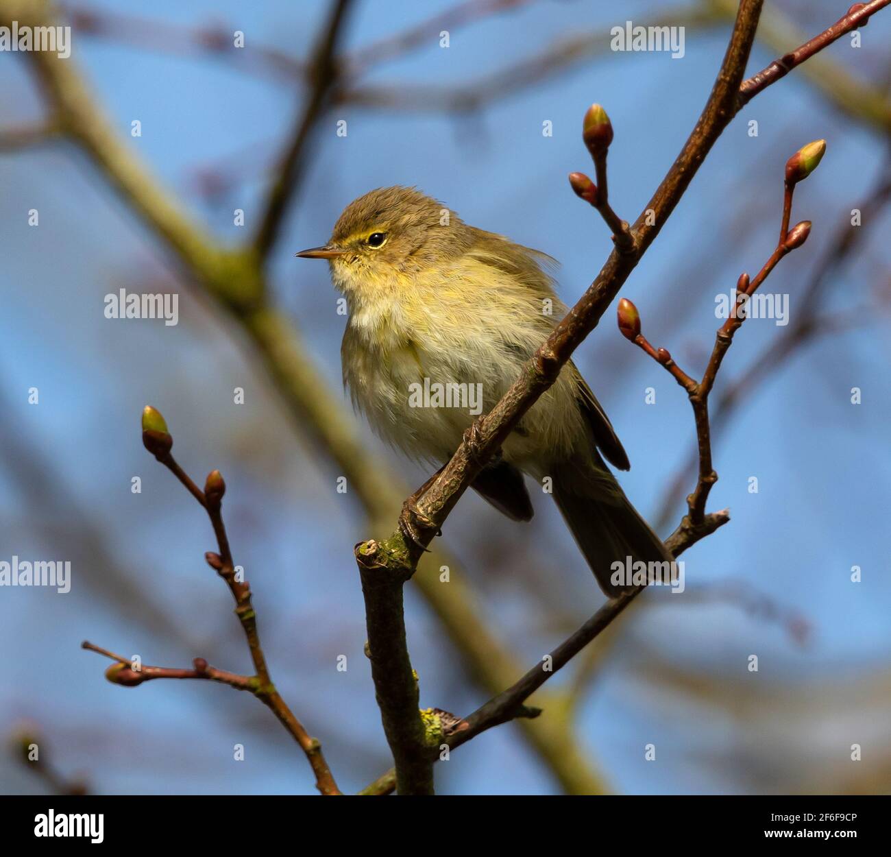 Chiffchaff the new springtime arrival into the UK Stock Photo