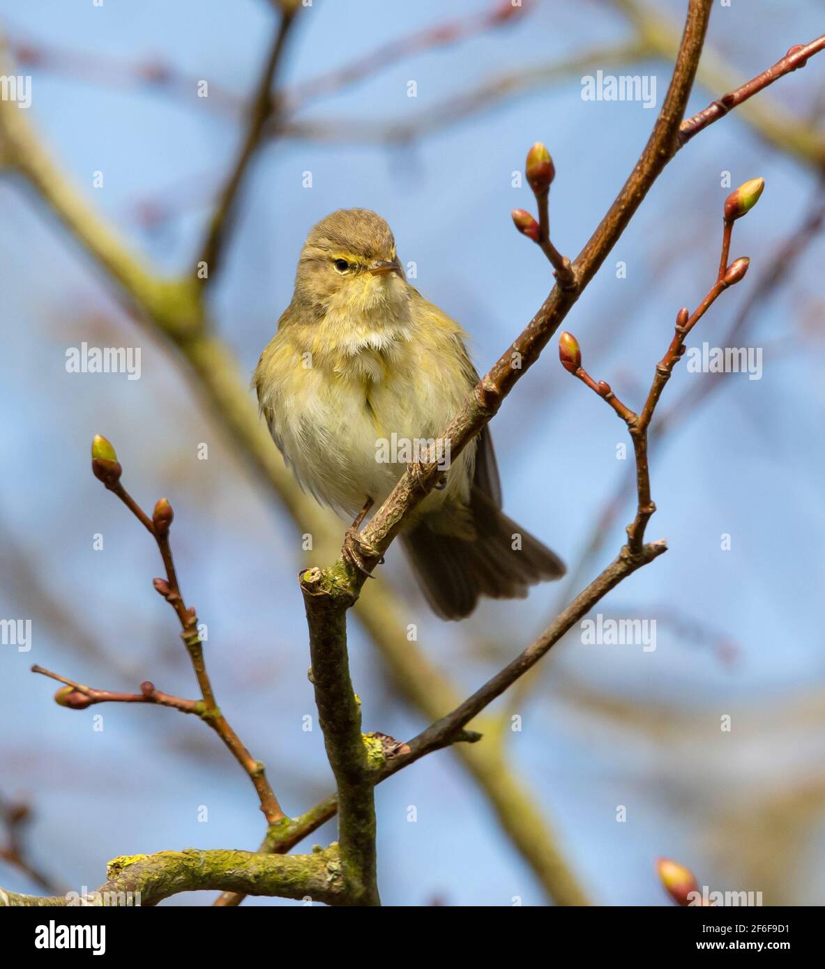 Chiffchaff the new springtime arrival into the UK Stock Photo