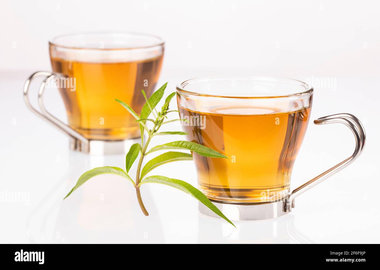 Tea with lemon verbena - Aloysia citrodora Stock Photo