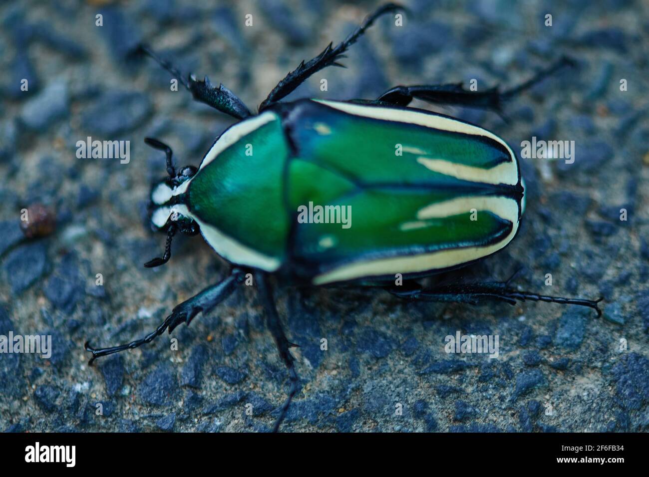 Derby's flower beetle in Welgevonden Stellenbosch Stock Photo