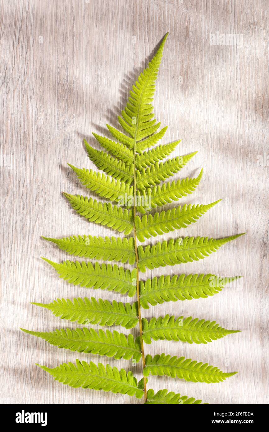 Pteridium aquilinum fern - Top view Stock Photo