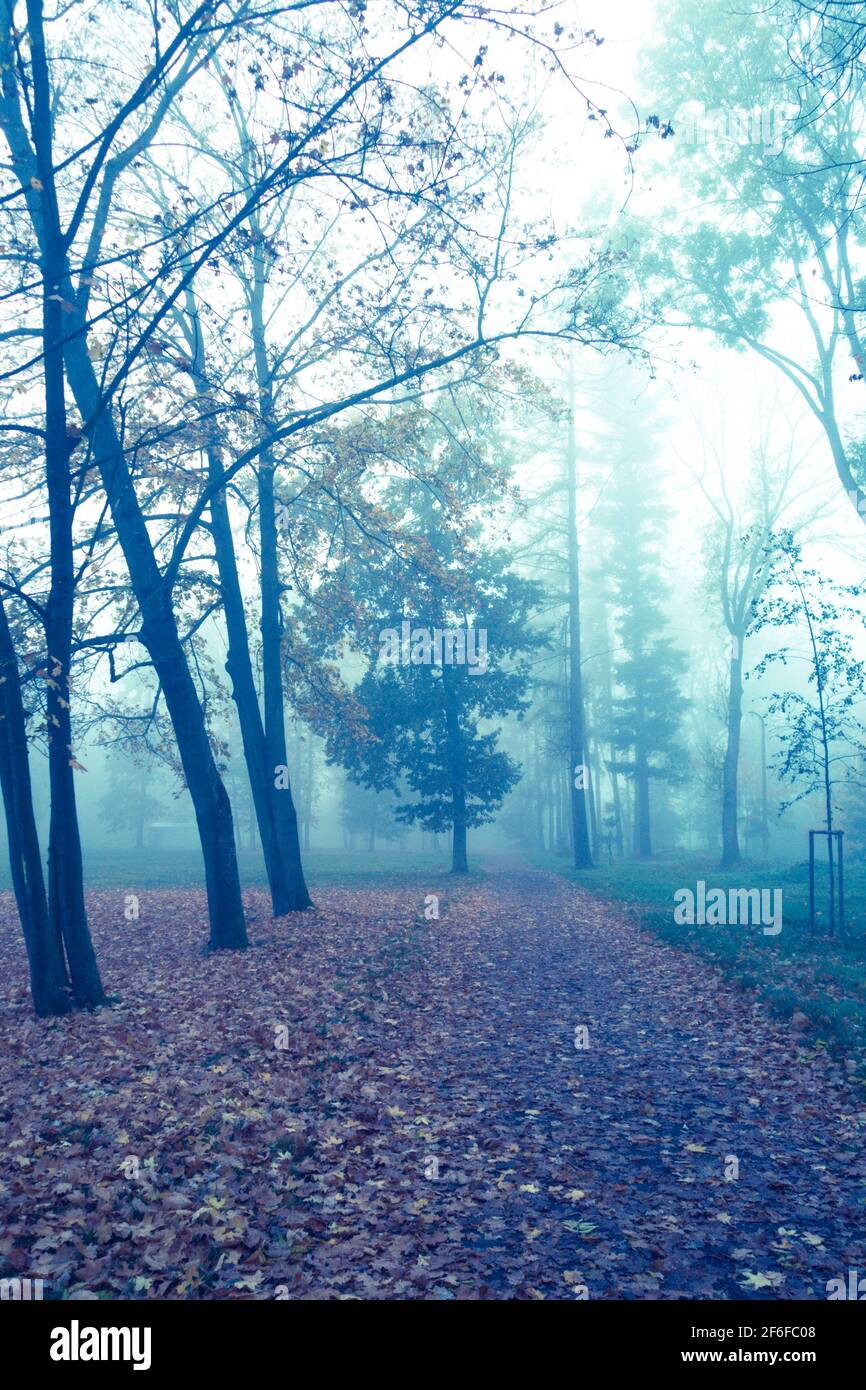 Trees with fog hi-res stock photography and images - Alamy